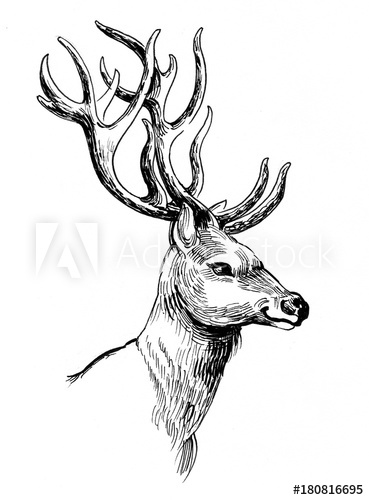 369x500 Ink Drawing Of A Deer Head - Reindeer Head Drawing