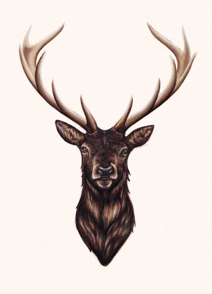 739x1024 Stag Head Drawing - Reindeer Head Drawing