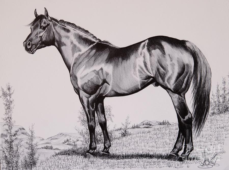 900x668 quarter horse drawing - Reining Horse Drawings
