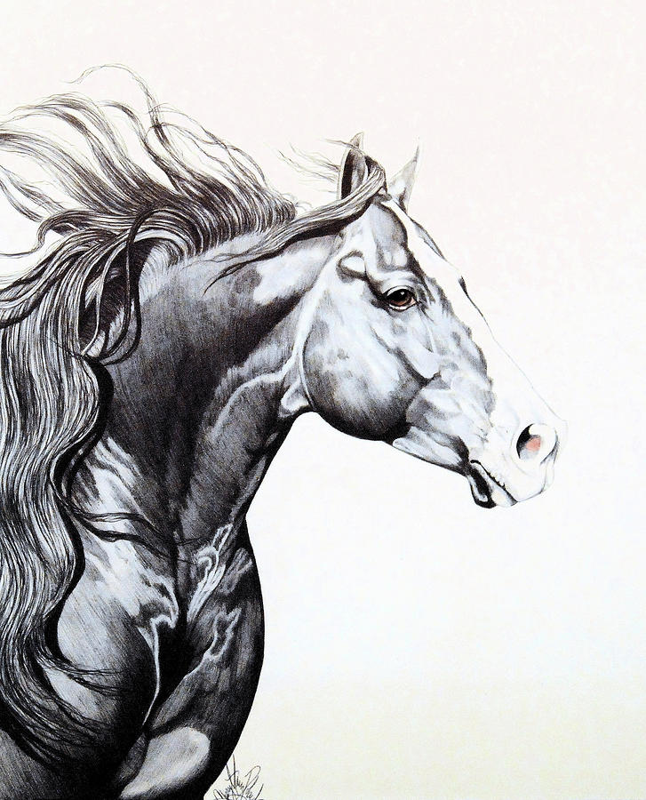 727x900 quarter horse head shot for show drawing - Reining Horse Drawings