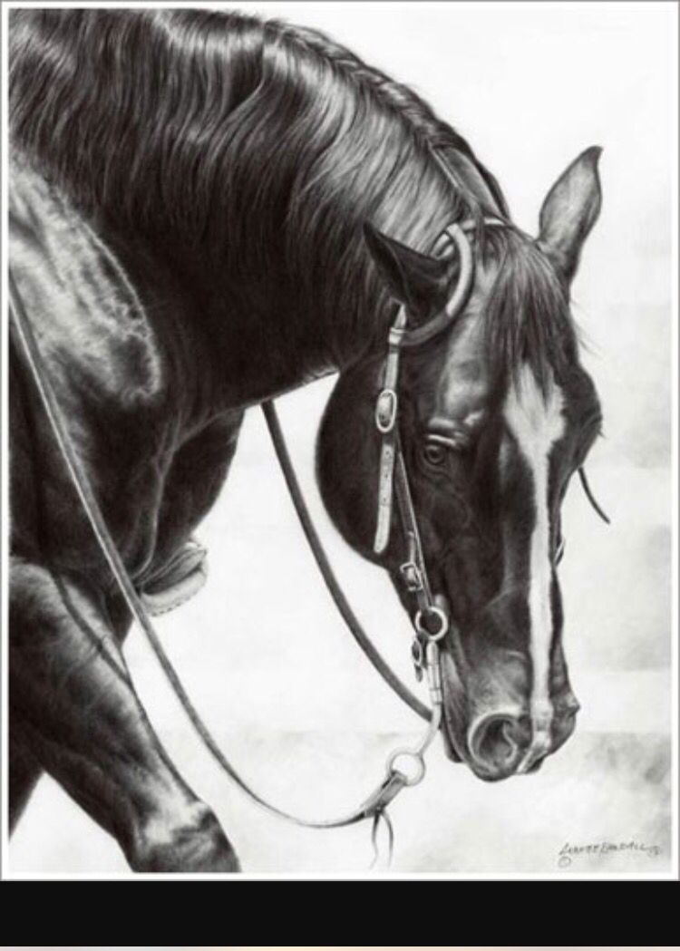 750x1049 reining reiningcutting - Reining Horse Drawings