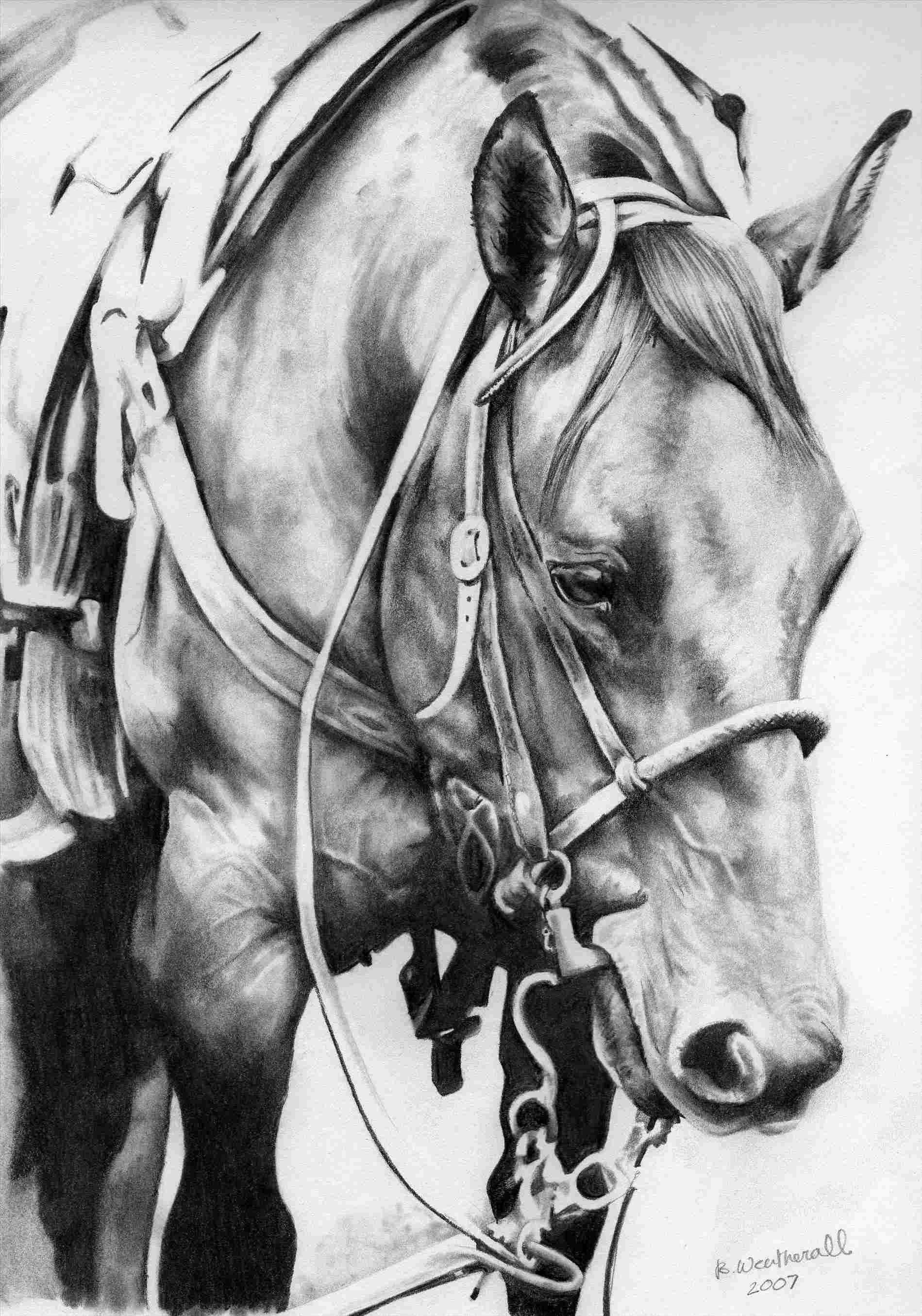 1899x2709 horse quarter horse head drawings in pencil painting google search - Reining Horse Drawings