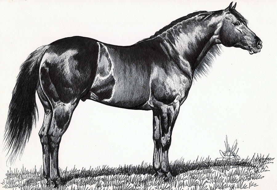900x619 black quarter horse drawing - Reining Horse Drawings