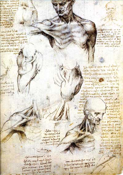 400x567 leonardo drawings, a study of anatomy from the renaissance master - Renaissance Art Drawings