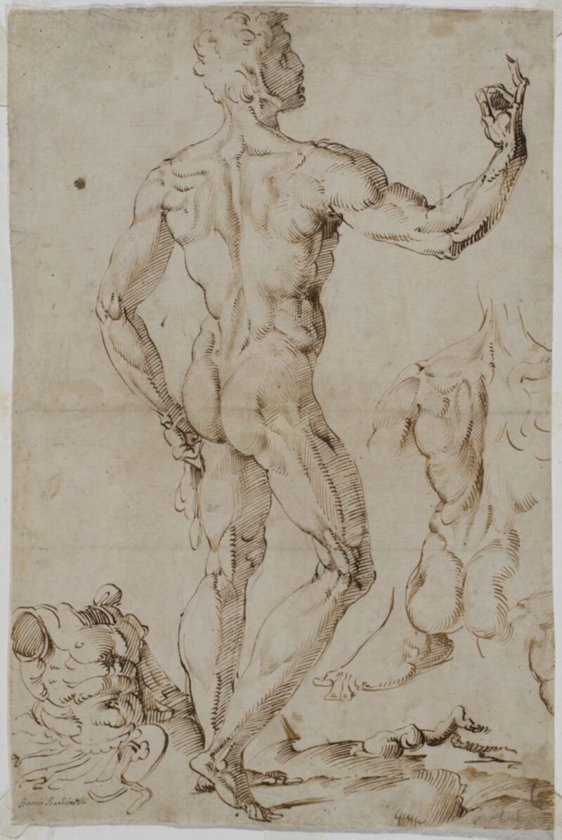 800x1195 spencer alley renaissance and baroque figure drawing from italy - Renaissance Figure Drawing