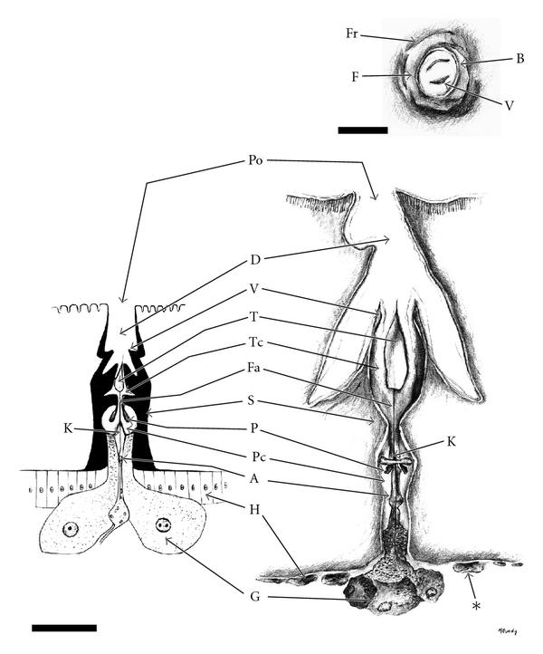 600x722 Representative Drawings Of The Large Wax Glands - Representative Drawing
