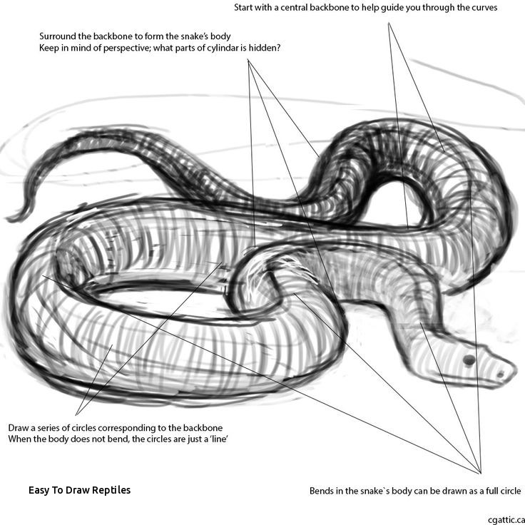 Reptile Drawing at PaintingValley.com | Explore collection of Reptile ...