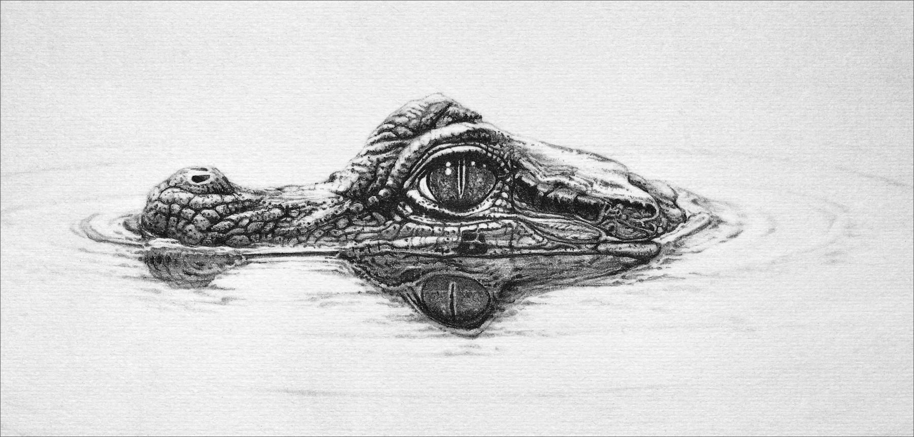 1800x862 gary hodges drawings of reptiles and amphibians - Reptile Drawing