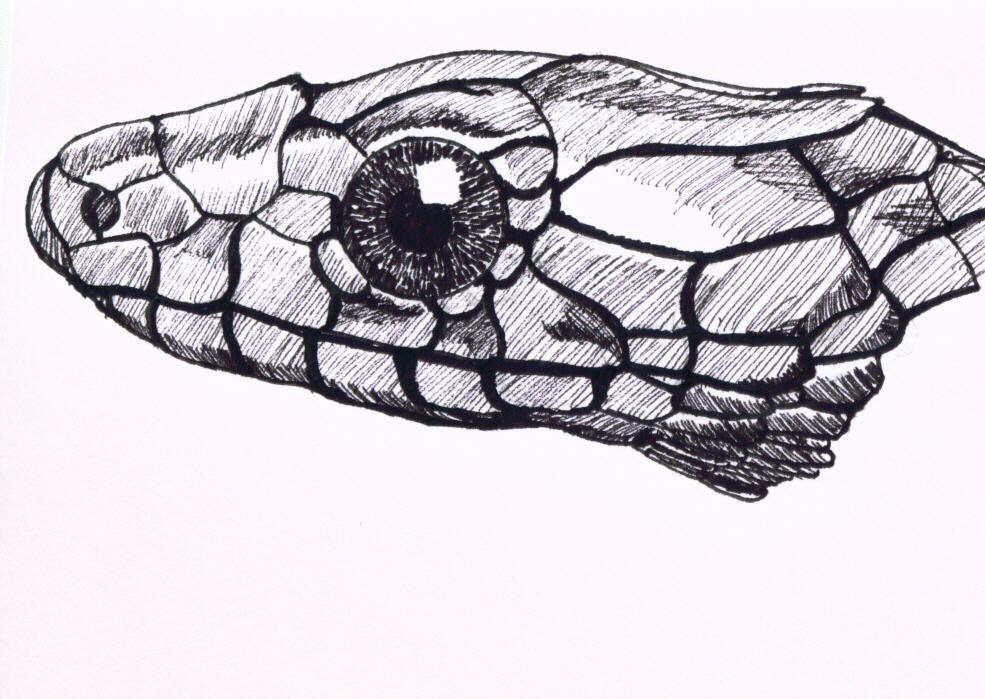 Reptile Drawing at PaintingValley.com | Explore collection of Reptile