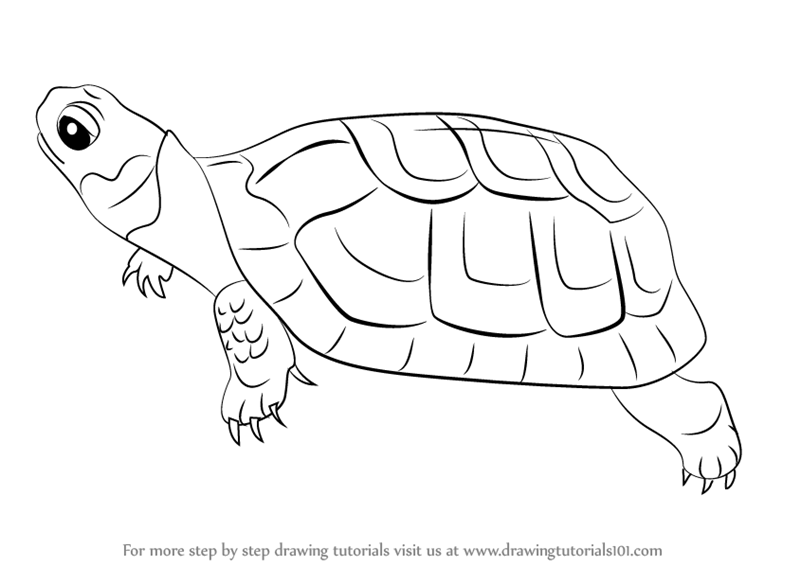 800x566 learn how to draw a bog turtle - Reptile Drawing