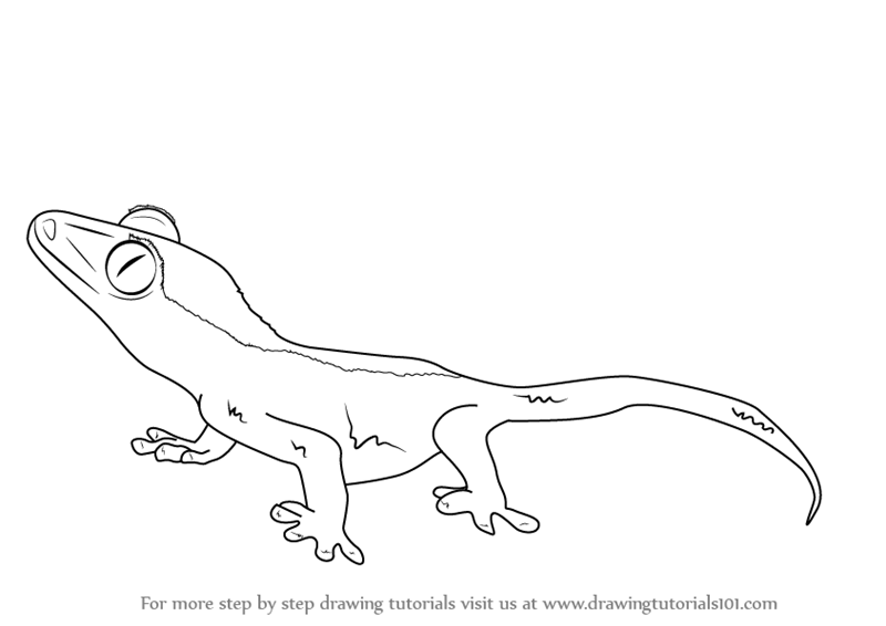 800x566 learn how to draw a crested gecko - Reptile Drawing