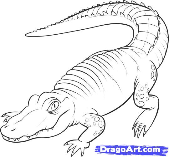 540x503 reptile animals drawing - Reptile Drawing