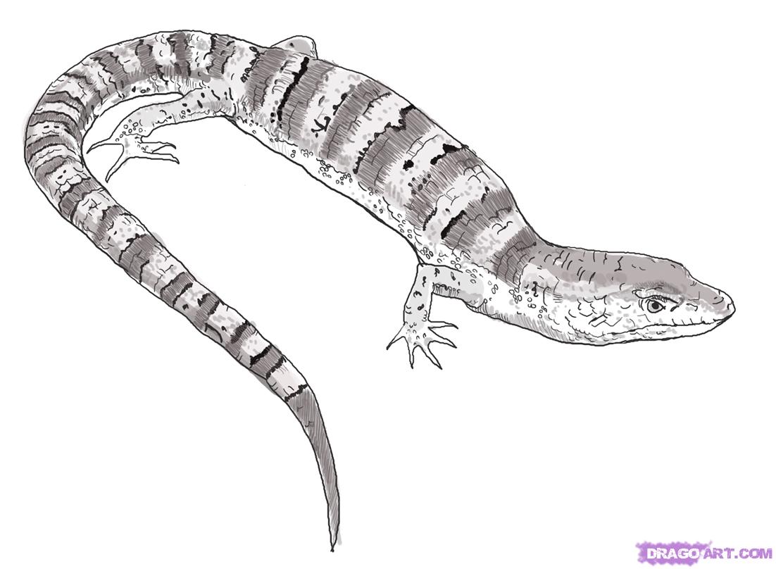 1102x808 reptile picture drawing drawing skill - Reptile Drawing