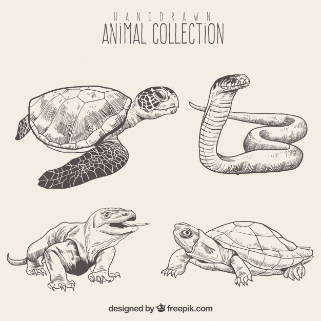 626x626 reptile sketch set vector free download - Reptile Drawing