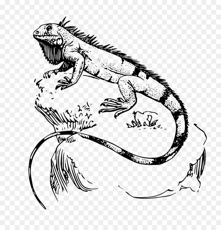 900x940 reptiles drawing free download - Reptile Drawing