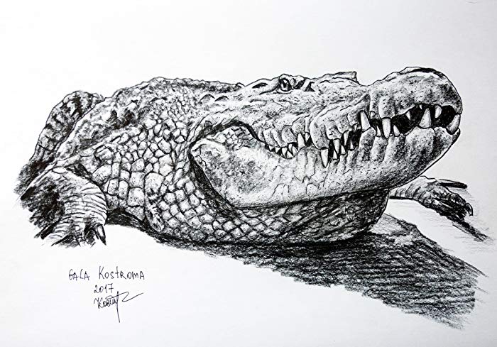 700x489 the crocodile original pencil reptile drawing handmade - Reptile Drawing