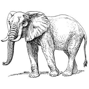 290x290 Saugerties Republican Party Has Lost Its Way Hudson Valley One - Republican Elephant Drawing