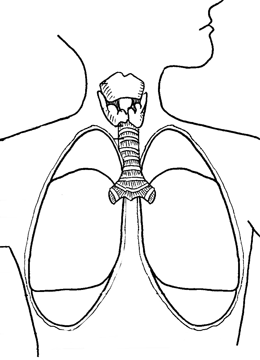 Как нарисовать дыхательную систему