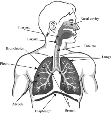 Respiratory System Drawing at PaintingValley.com | Explore collection ...