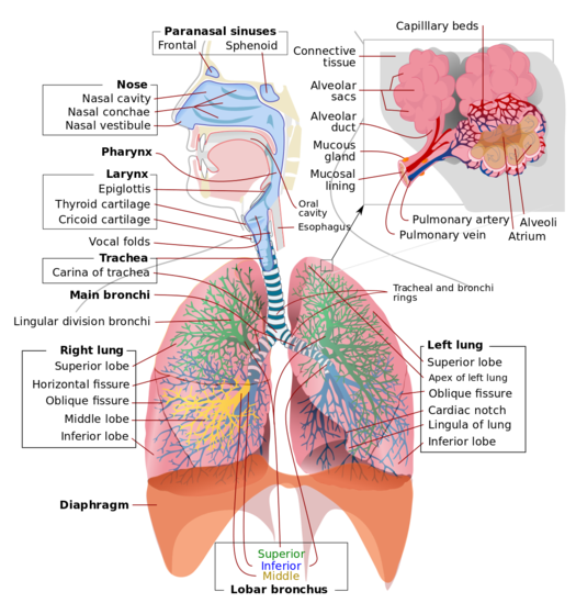 Respiratory System Drawing at PaintingValley.com | Explore collection ...