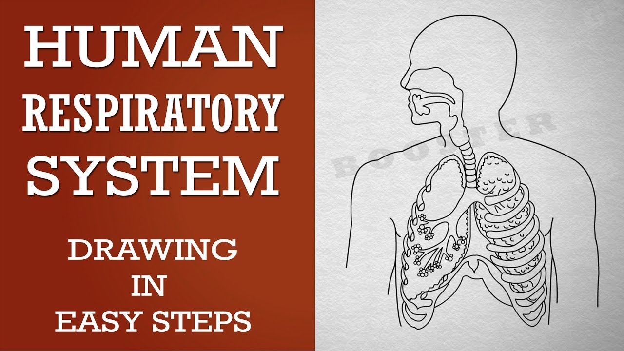 How To Draw Human Respiratory System Step By Step Eas - vrogue.co