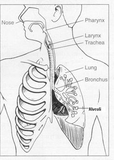 Respiratory System Drawing At Paintingvalley.com 