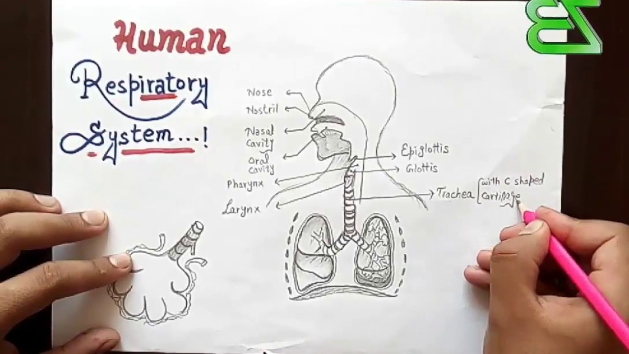 1280x720 Human Respiratory System Diagram - Respiratory System Drawing