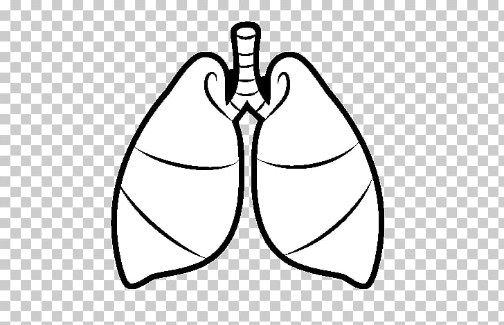 728x470 lung drawing breathing heart respiratory system, heart png clipart - Respiratory System Drawing