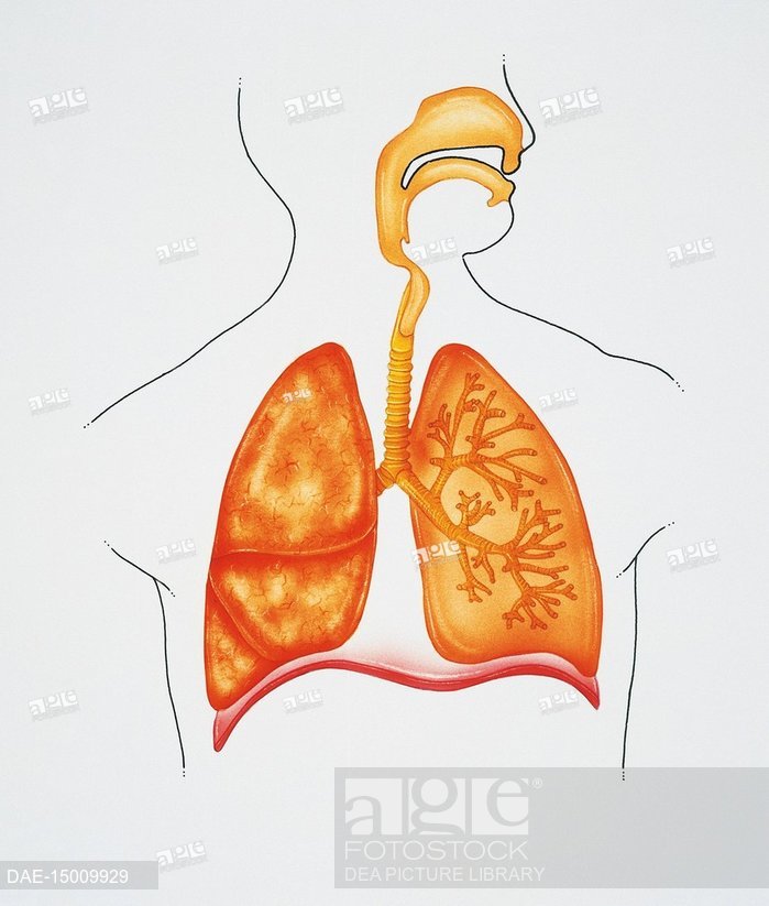 699x823 Medicine Human Anatomy, Respiratory System Drawing, Stock Photo - Respiratory System Drawing
