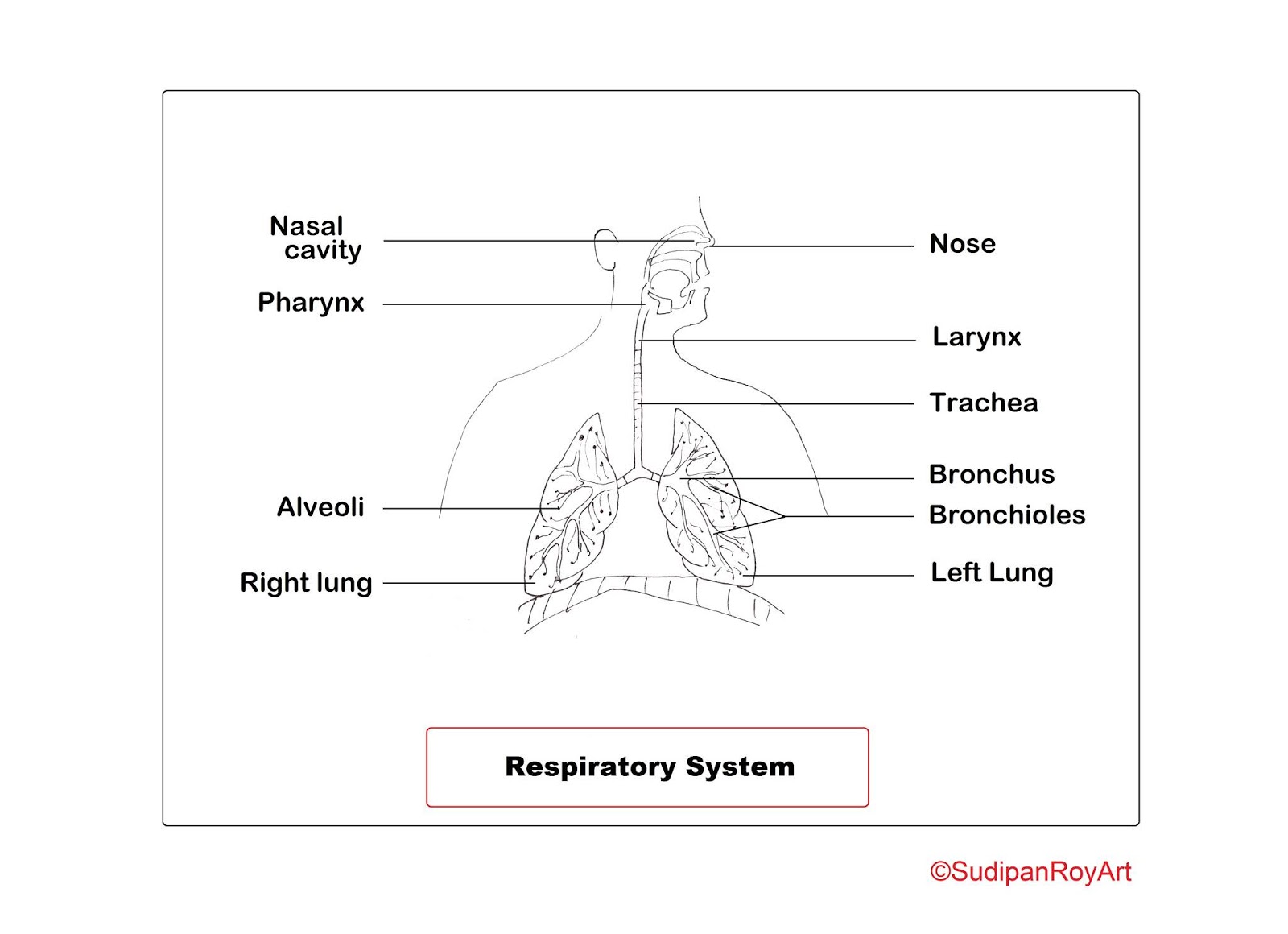 Дыхательная система плоские. Respiratory System drawing. Дыхательная система человека без подписей. Дыхательная система раскраска. Respiratory System for Kids картинки для детей.