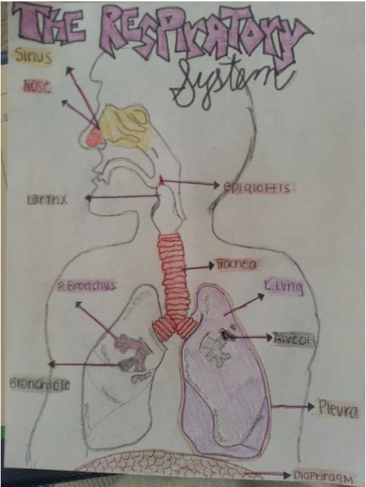 Respiratory System Drawing at PaintingValley.com | Explore collection ...