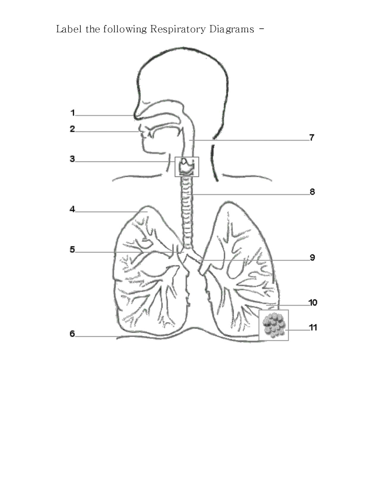Respiratory System Drawing at PaintingValley.com | Explore ...
