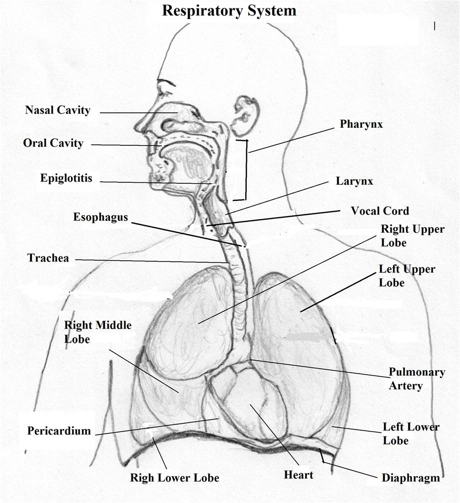 Respiratory System Drawing at PaintingValley.com | Explore collection