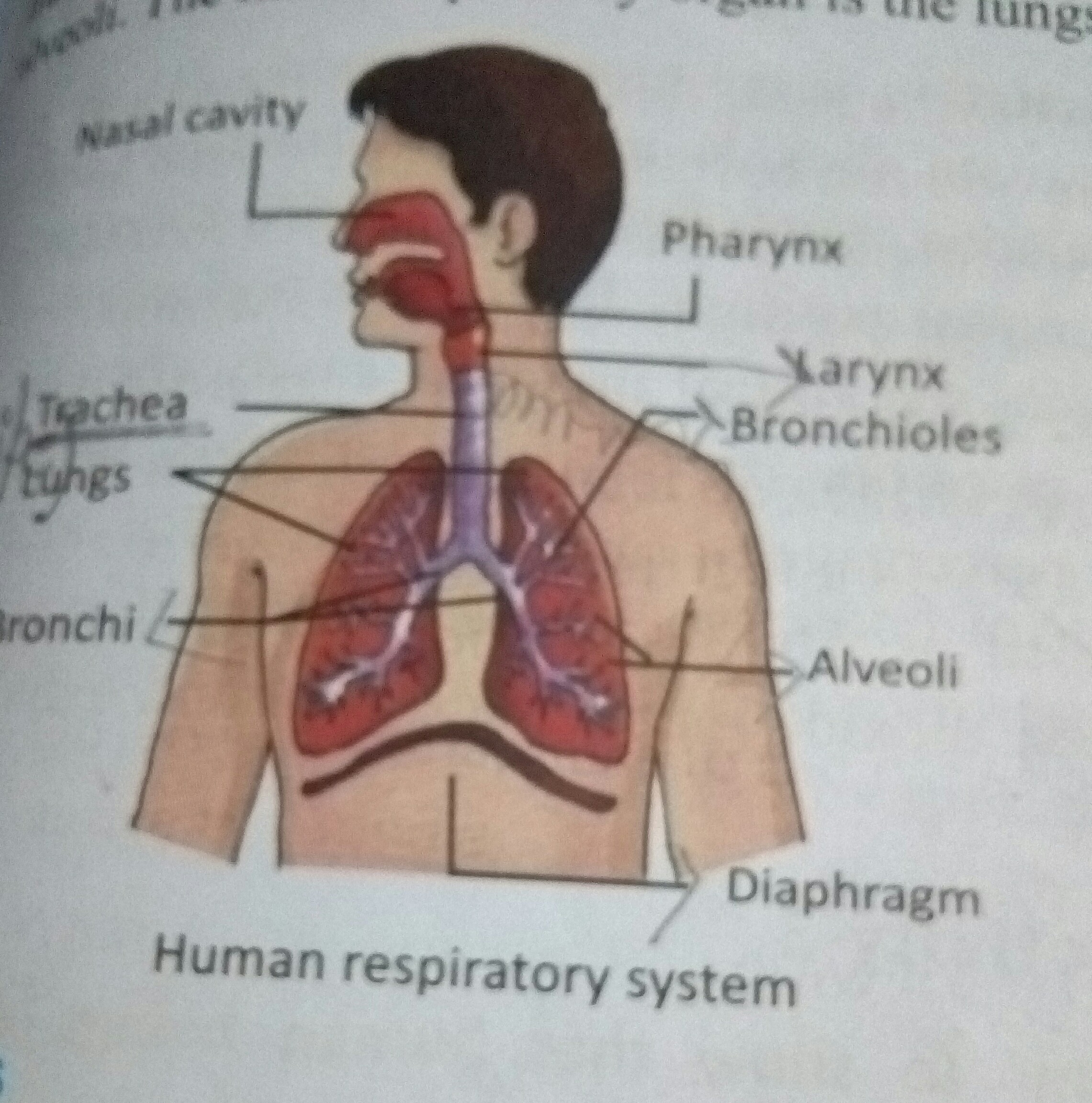 2281x2304 Draw And Label Diagram Of Human Respiratory System With Diaphragm - Respiratory System Drawing