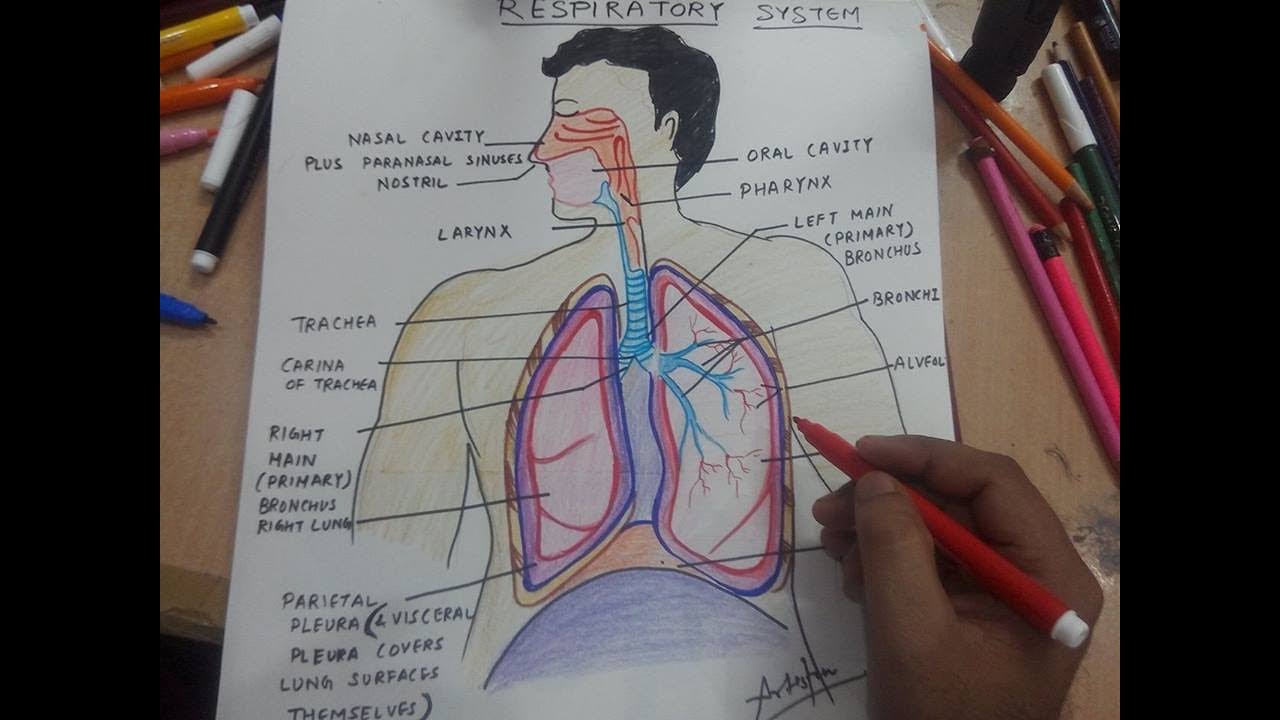 Respiratory System Drawing at PaintingValley.com | Explore collection ...