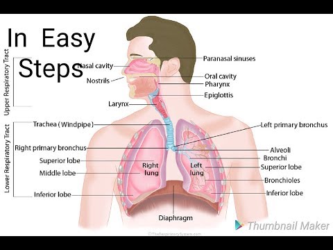 480x360 How To Draw Respiratory System Easy Outline Diagram - Respiratory System Drawing