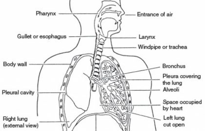 Respiratory System Drawing at PaintingValley.com | Explore collection ...