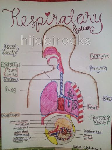 384x512 Respiratory System Drawing Label - Respiratory System Drawing
