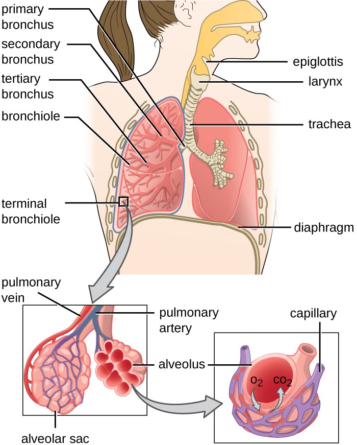 700x871 anatomy and normal microbiota of the respiratory tract microbiology - Respiratory System Drawing