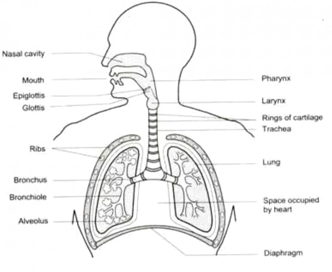 Draw A Labelled Diagram Showing The Human Respiratory System | Images ...