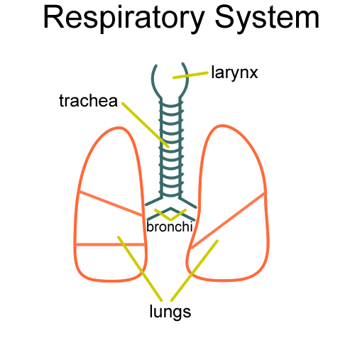 Respiratory System Drawing at PaintingValley.com | Explore collection ...