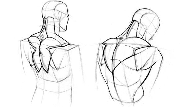 600x347 how to draw upper back muscles form human figures human - Rest Drawing