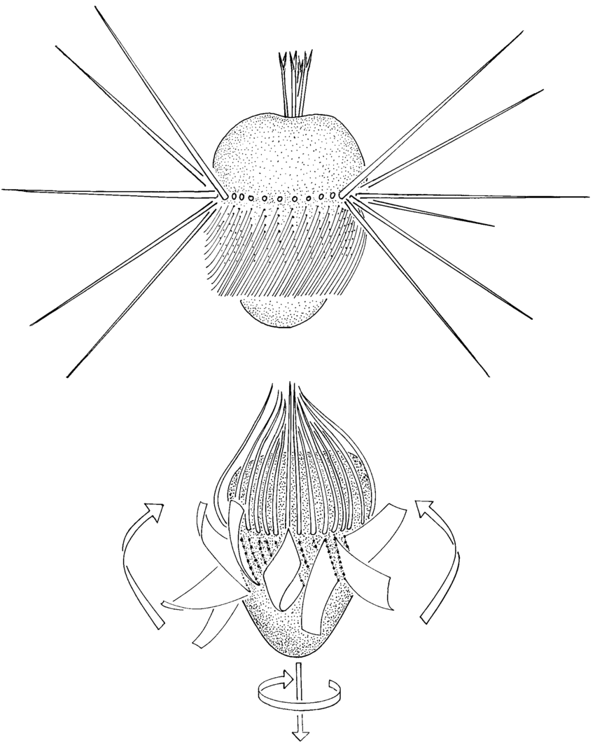 850x1064 schematic drawing of mesodinium rubrum - Rest Drawing