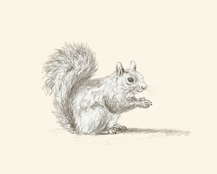 720x579 squirrel - Rest Drawing