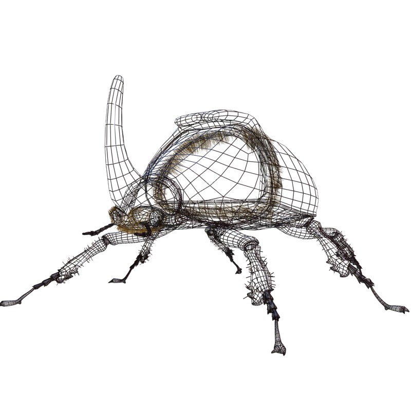 Rhino Beetle Drawing