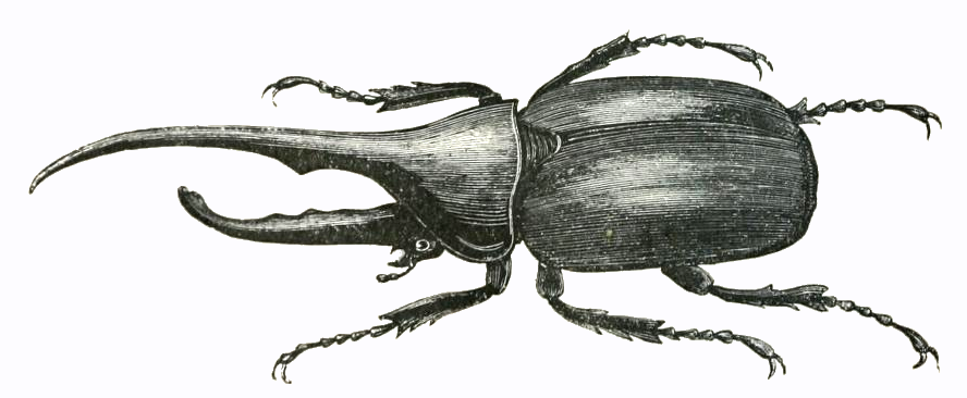 888x366 hercules beetle drawing - Rhino Beetle Drawing