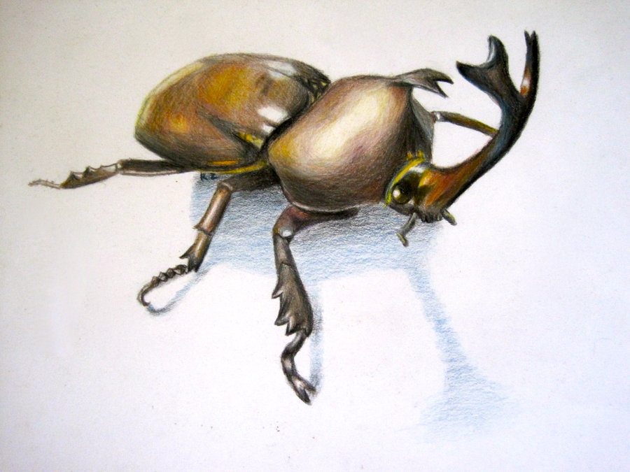 900x675 japanese rhinoceros beetle drawing - Rhino Beetle Drawing