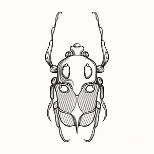 300x300 rhino beetle prints fine art america - Rhino Beetle Drawing