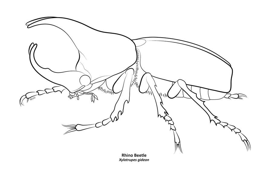 900x585 rhino beetle - Rhino Beetle Drawing