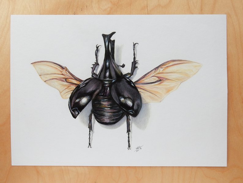 794x599 rhinoceros beetle art original realistic insect drawing etsy - Rhino Beetle Drawing